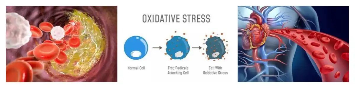 product-1-1 product-1-1