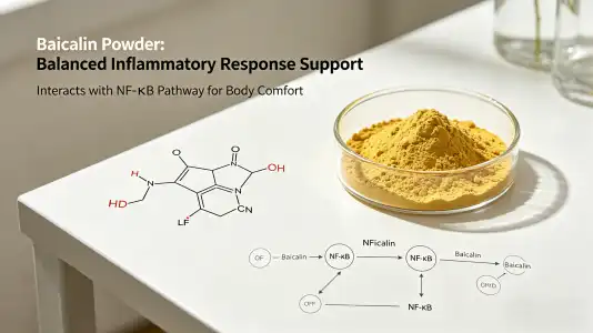 Key Functions of Baicalin Powder Key Functions of Baicalin Powder