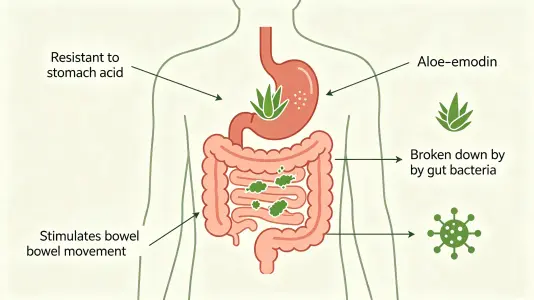 Digestive and Intestinal Activity
