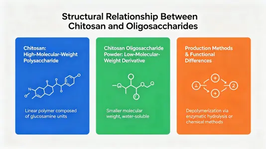 Structural Relationship Between Chitosan and Oligosaccharides Structural Relationship Between Chitosan and Oligosaccharides