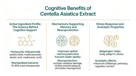 Gotu Kola Extract Cognitive Benefits