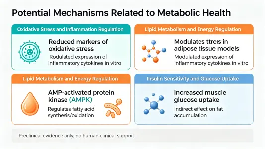 Potential Mechanisms Related to Metabolic Health Potential Mechanisms Related to Metabolic Health