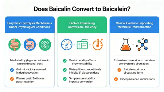Does Baicalin Convert into Baicalein