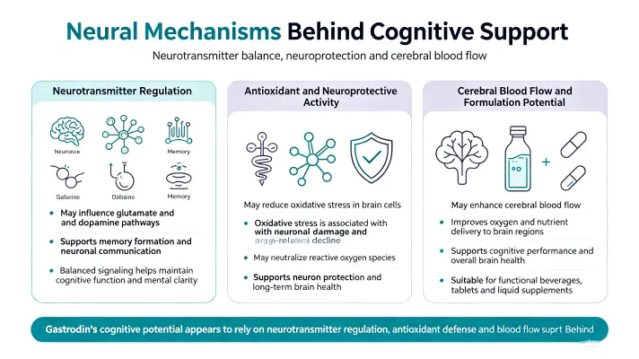 Neurological Mechanisms Behind Cognitive Support