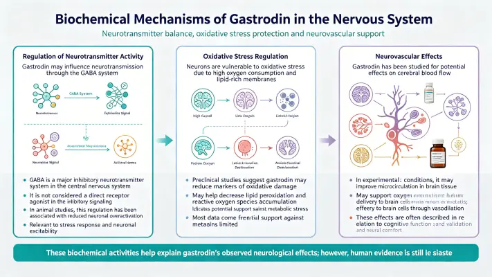 Biochemical Mechanisms of Gastrodin in the Nervous System