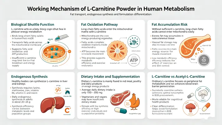 Working Mechanism of L-Carnitine Powder in Human Metabolism Working Mechanism of L-Carnitine Powder in Human Metabolism