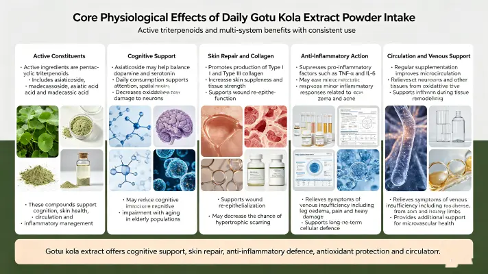 Core Physiological Effects of Daily Gotu Kola Extract Powder Intak