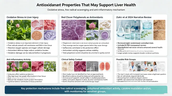 Antioxidant Properties That May Support Liver Health